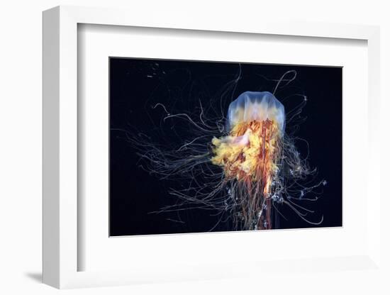 Giant Lion's Mane-Alexander Semenov-Framed Photographic Print