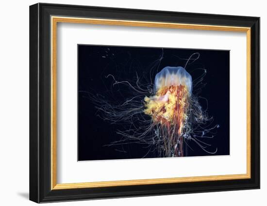 Giant Lion's Mane-Alexander Semenov-Framed Photographic Print