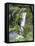 Giant Lobelia in Aberdare National Park, Kenya-Martin Zwick-Framed Premier Image Canvas