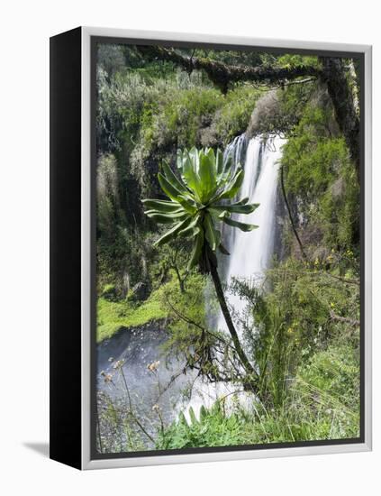 Giant Lobelia in Aberdare National Park, Kenya-Martin Zwick-Framed Premier Image Canvas