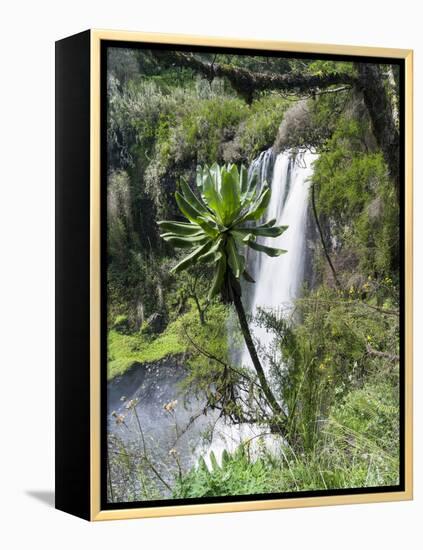 Giant Lobelia in Aberdare National Park, Kenya-Martin Zwick-Framed Premier Image Canvas