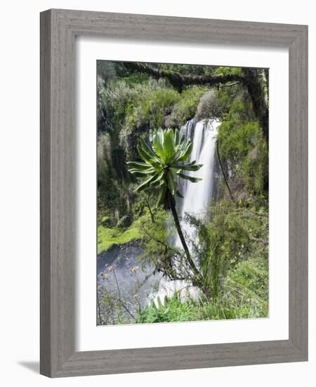 Giant Lobelia in Aberdare National Park, Kenya-Martin Zwick-Framed Photographic Print