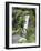 Giant Lobelia in Aberdare National Park, Kenya-Martin Zwick-Framed Photographic Print