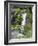 Giant Lobelia in Aberdare National Park, Kenya-Martin Zwick-Framed Photographic Print