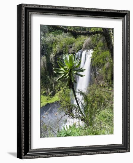 Giant Lobelia in Aberdare National Park, Kenya-Martin Zwick-Framed Photographic Print