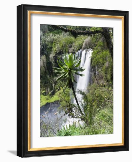Giant Lobelia in Aberdare National Park, Kenya-Martin Zwick-Framed Photographic Print