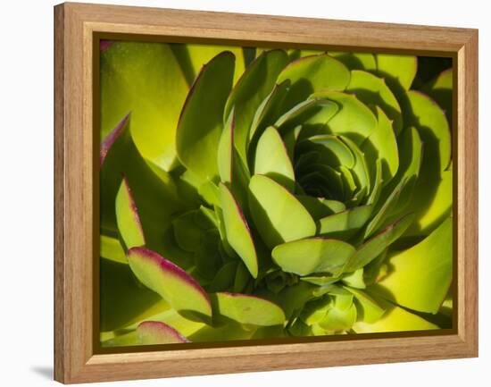 Giant Lobelia Plant Close-up-Anna Miller-Framed Premier Image Canvas