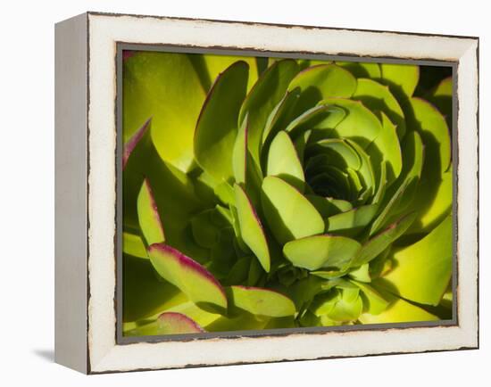 Giant Lobelia Plant Close-up-Anna Miller-Framed Premier Image Canvas