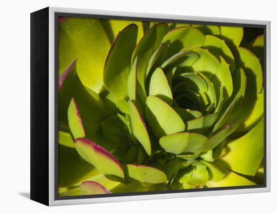 Giant Lobelia Plant Close-up-Anna Miller-Framed Premier Image Canvas