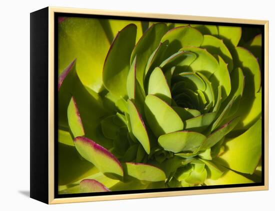 Giant Lobelia Plant Close-up-Anna Miller-Framed Premier Image Canvas