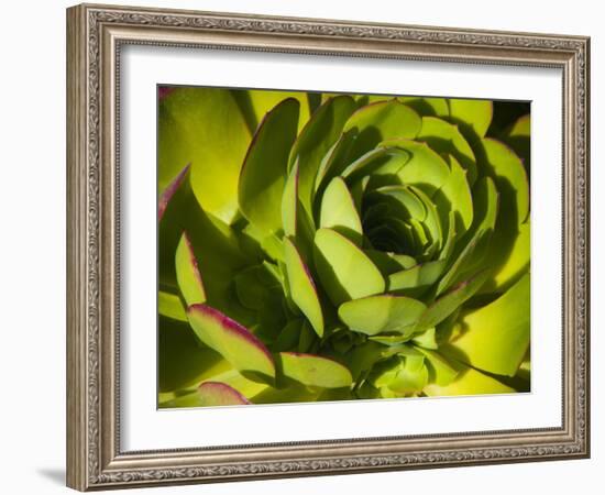 Giant Lobelia Plant Close-up-Anna Miller-Framed Photographic Print