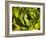 Giant Lobelia Plant Close-up-Anna Miller-Framed Photographic Print