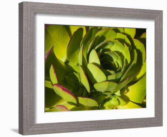 Giant Lobelia Plant Close-up-Anna Miller-Framed Photographic Print