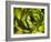 Giant Lobelia Plant Close-up-Anna Miller-Framed Photographic Print
