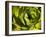 Giant Lobelia Plant Close-up-Anna Miller-Framed Photographic Print