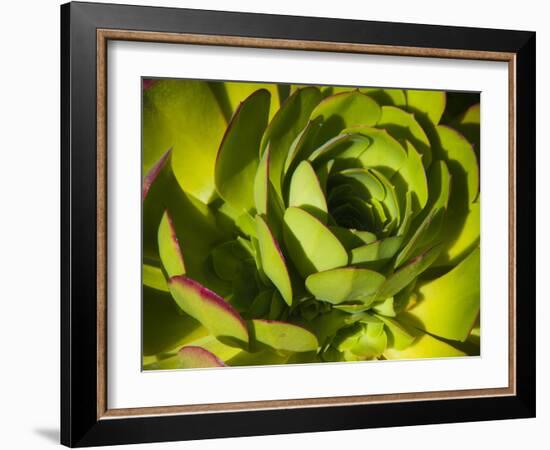 Giant Lobelia Plant Close-up-Anna Miller-Framed Photographic Print