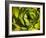 Giant Lobelia Plant Close-up-Anna Miller-Framed Photographic Print