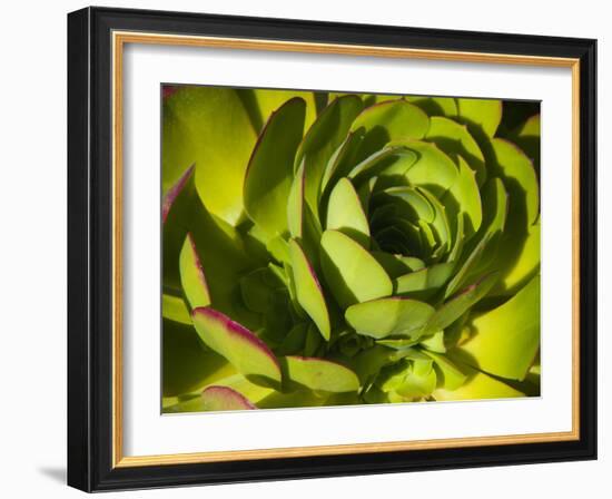 Giant Lobelia Plant Close-up-Anna Miller-Framed Photographic Print