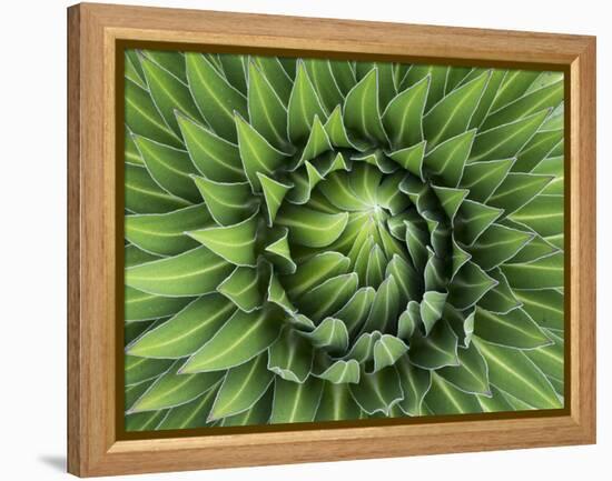 Giant Lobelia Rosette of Leaves, Mount Kenya National Park, Kenya-Martin Zwick-Framed Premier Image Canvas