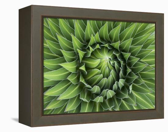 Giant Lobelia Rosette of Leaves, Mount Kenya National Park, Kenya-Martin Zwick-Framed Premier Image Canvas