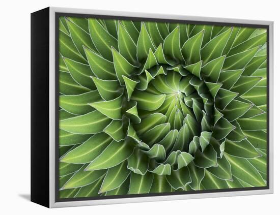 Giant Lobelia Rosette of Leaves, Mount Kenya National Park, Kenya-Martin Zwick-Framed Premier Image Canvas