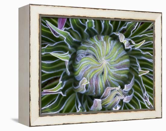 Giant Lobelia Rosette of Leaves, Mount Kenya National Park, Kenya-Martin Zwick-Framed Premier Image Canvas