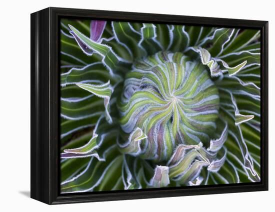 Giant Lobelia Rosette of Leaves, Mount Kenya National Park, Kenya-Martin Zwick-Framed Premier Image Canvas