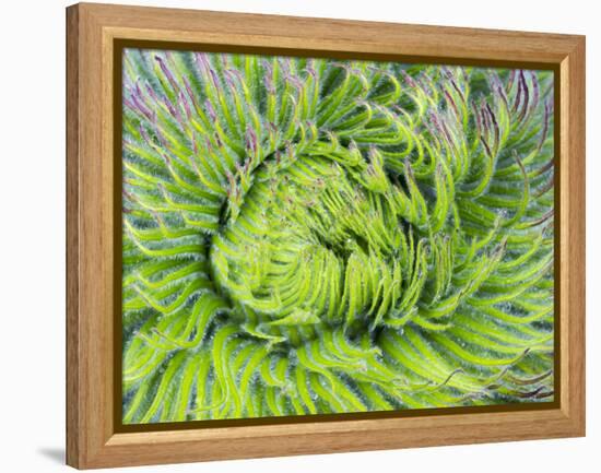 Giant Lobelia Rosette of Leaves, Mount Kenya National Park, Kenya-Martin Zwick-Framed Premier Image Canvas