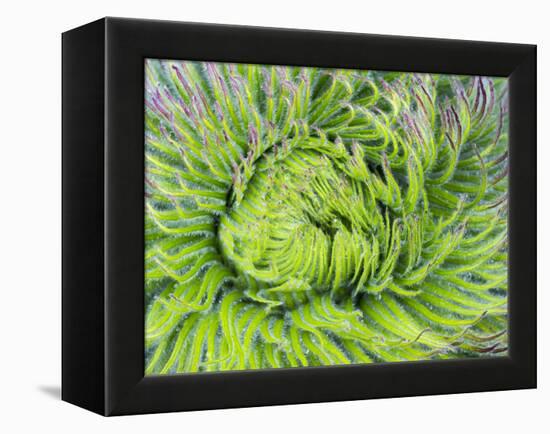 Giant Lobelia Rosette of Leaves, Mount Kenya National Park, Kenya-Martin Zwick-Framed Premier Image Canvas