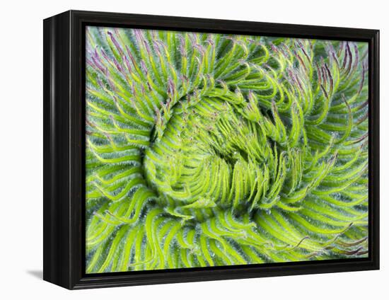 Giant Lobelia Rosette of Leaves, Mount Kenya National Park, Kenya-Martin Zwick-Framed Premier Image Canvas