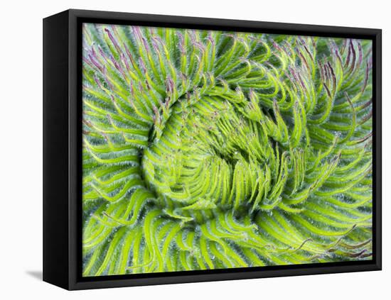 Giant Lobelia Rosette of Leaves, Mount Kenya National Park, Kenya-Martin Zwick-Framed Premier Image Canvas