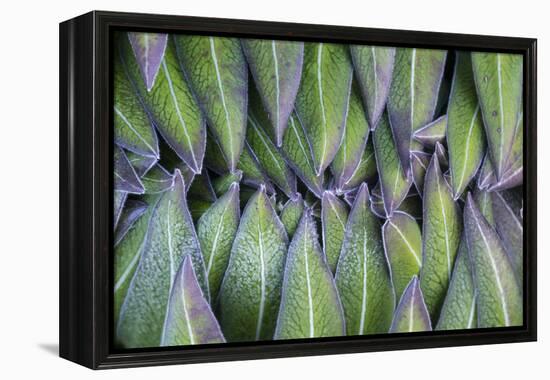 Giant Lobelia Rosette of Leaves, Mount Kenya National Park, Kenya-Martin Zwick-Framed Premier Image Canvas