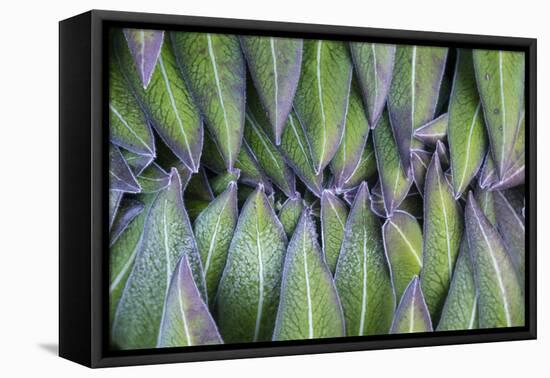 Giant Lobelia Rosette of Leaves, Mount Kenya National Park, Kenya-Martin Zwick-Framed Premier Image Canvas