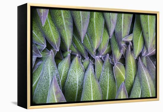 Giant Lobelia Rosette of Leaves, Mount Kenya National Park, Kenya-Martin Zwick-Framed Premier Image Canvas