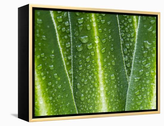 Giant Lobelia Rosette of Leaves, Mount Kenya National Park, Kenya-Martin Zwick-Framed Premier Image Canvas