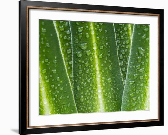 Giant Lobelia Rosette of Leaves, Mount Kenya National Park, Kenya-Martin Zwick-Framed Photographic Print