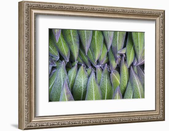 Giant Lobelia Rosette of Leaves, Mount Kenya National Park, Kenya-Martin Zwick-Framed Photographic Print