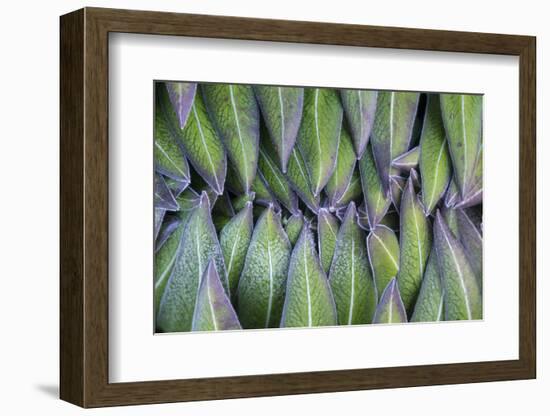 Giant Lobelia Rosette of Leaves, Mount Kenya National Park, Kenya-Martin Zwick-Framed Photographic Print