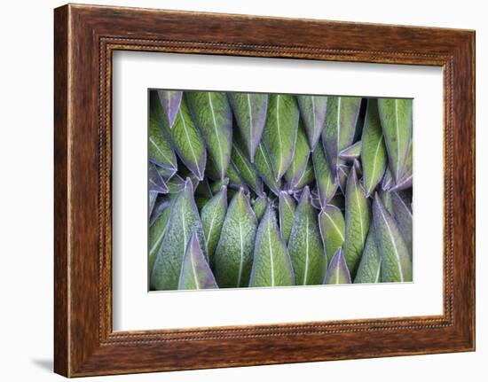 Giant Lobelia Rosette of Leaves, Mount Kenya National Park, Kenya-Martin Zwick-Framed Photographic Print