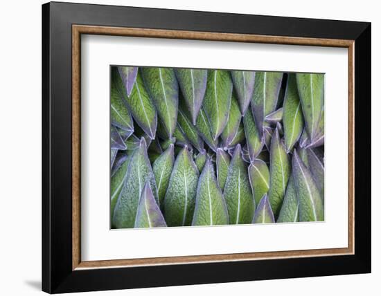 Giant Lobelia Rosette of Leaves, Mount Kenya National Park, Kenya-Martin Zwick-Framed Photographic Print