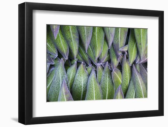 Giant Lobelia Rosette of Leaves, Mount Kenya National Park, Kenya-Martin Zwick-Framed Photographic Print