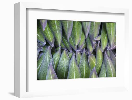 Giant Lobelia Rosette of Leaves, Mount Kenya National Park, Kenya-Martin Zwick-Framed Photographic Print