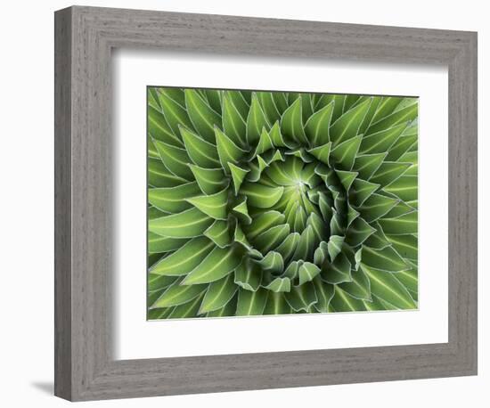 Giant Lobelia Rosette of Leaves, Mount Kenya National Park, Kenya-Martin Zwick-Framed Photographic Print