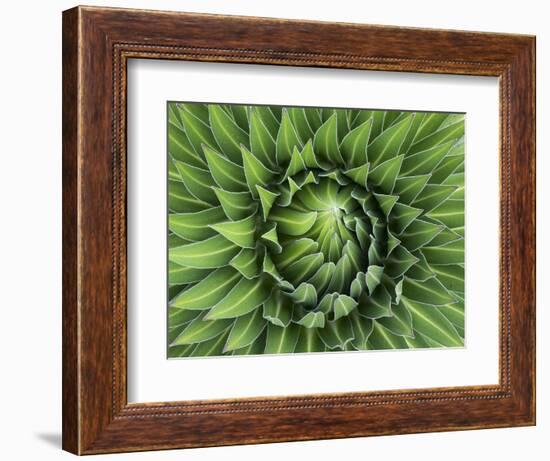 Giant Lobelia Rosette of Leaves, Mount Kenya National Park, Kenya-Martin Zwick-Framed Photographic Print