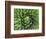 Giant Lobelia Rosette of Leaves, Mount Kenya National Park, Kenya-Martin Zwick-Framed Photographic Print