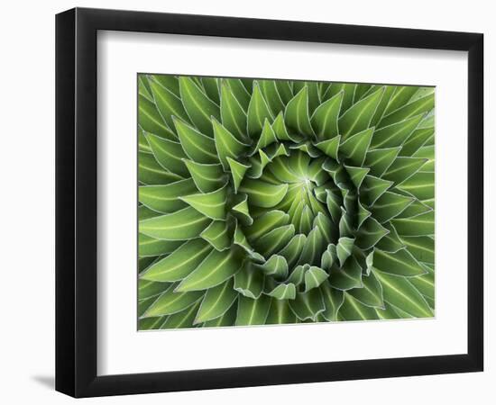 Giant Lobelia Rosette of Leaves, Mount Kenya National Park, Kenya-Martin Zwick-Framed Photographic Print