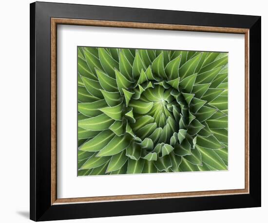 Giant Lobelia Rosette of Leaves, Mount Kenya National Park, Kenya-Martin Zwick-Framed Photographic Print