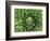 Giant Lobelia Rosette of Leaves, Mount Kenya National Park, Kenya-Martin Zwick-Framed Photographic Print