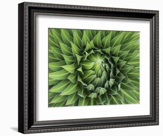 Giant Lobelia Rosette of Leaves, Mount Kenya National Park, Kenya-Martin Zwick-Framed Photographic Print