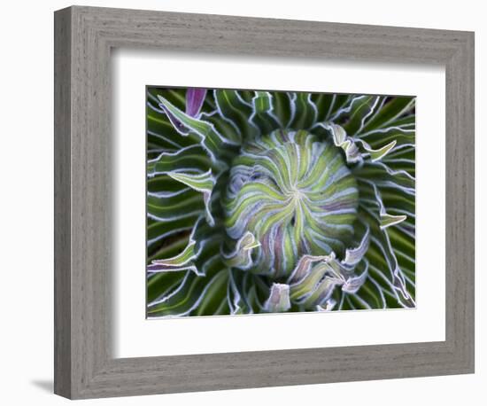 Giant Lobelia Rosette of Leaves, Mount Kenya National Park, Kenya-Martin Zwick-Framed Photographic Print